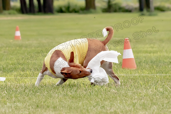 Finals Basenji-1366