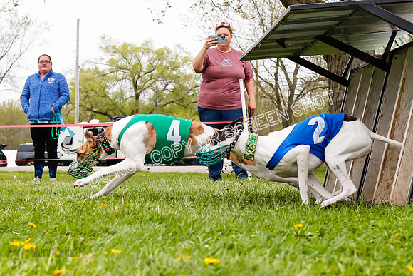 WRA, Prg 3, Race 1, Puppy, Sprig Gnocchi-9113