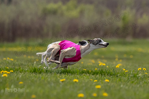 Finals Specials B2 PeteySue Frankie Rush-4627