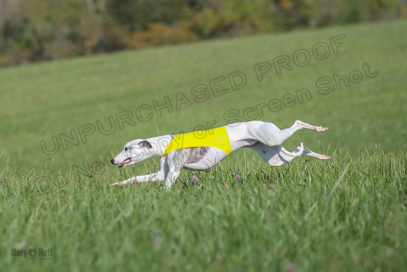 1 Prelims Fch B2 Cooper Prim Treble-9775