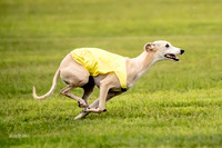 Prelims Fch-Vet 1, Buttercup Wilson-0357