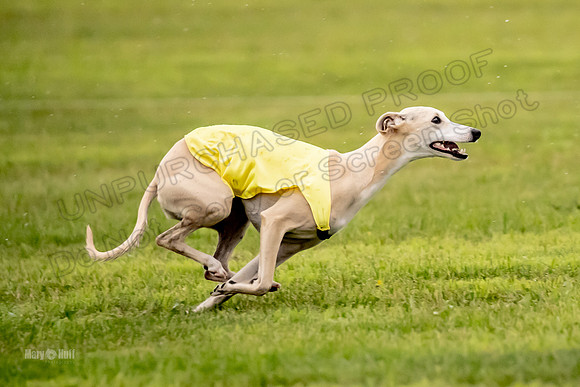 Prelims Fch-Vet 1, Buttercup Wilson-0357