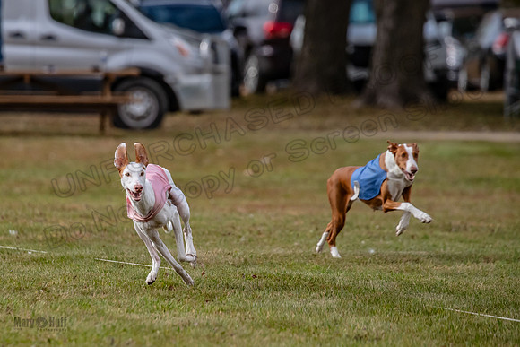 Finals Fch 2 Beastie Willow Ginny-3176