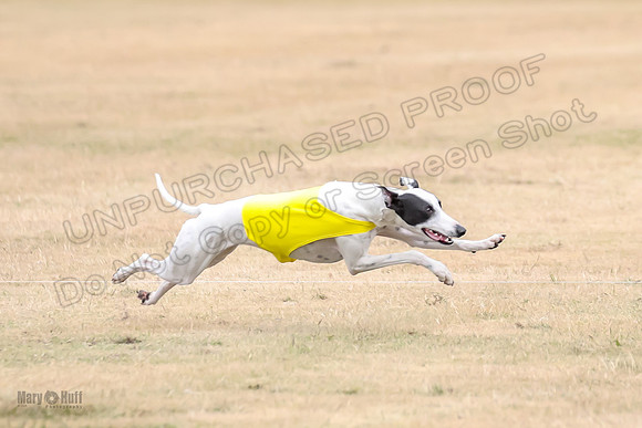 1Prelim Open 5 Petey Sue Cheese-3133