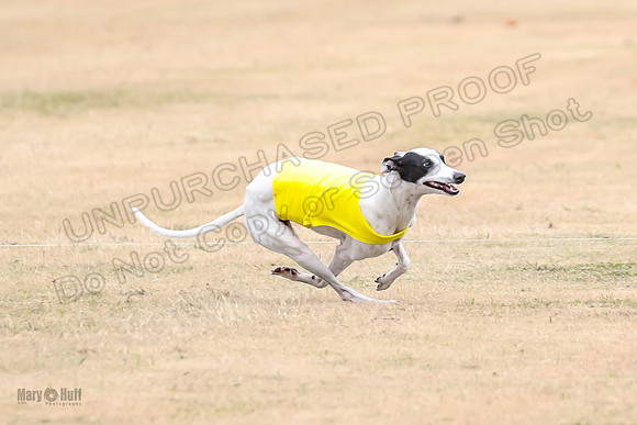 1Prelim Open 5 Petey Sue Cheese-3135