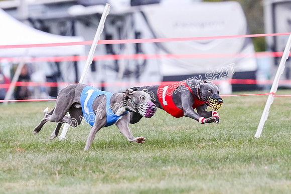 Prg 1, race 12, Gibbs Java Watson Tsunami-0850