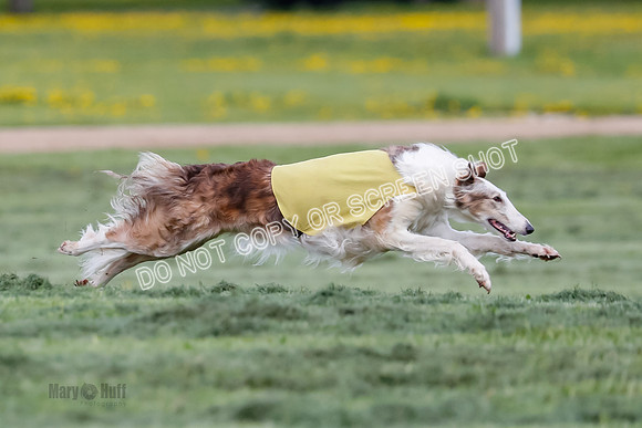 Prelim, Open, Rainbow Vera-8437