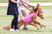 Prelims Pharaoh-7242