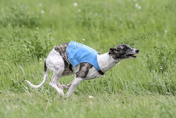 1 Prelims Open 3 Sydney Spanx Frankie-8233
