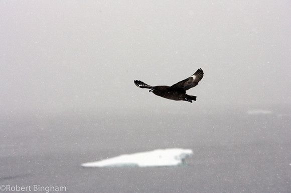 © Robert Bingham_085