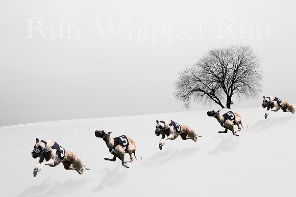 Art Winter Run Whippet