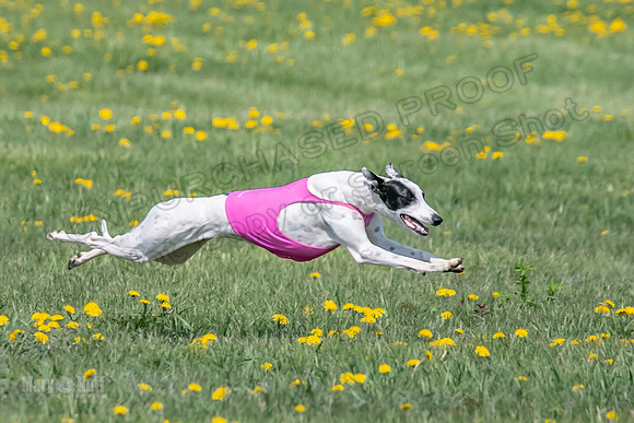 1Prelims Specials B6 Mantle PeteySue Echo-1586