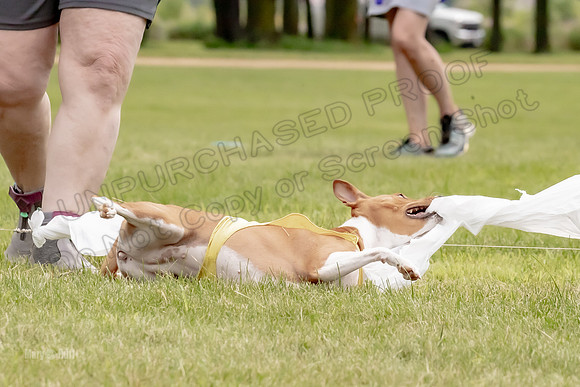 Finals Basenji-1377