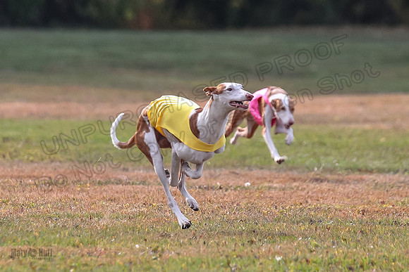 1 Prelims Fch 2 Jadis Beastie Ginny-0768