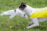 Prelims Whippet Specials-4486