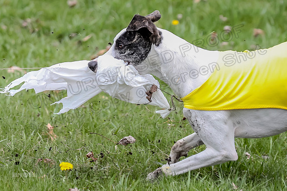Prelims Whippet Specials-4486