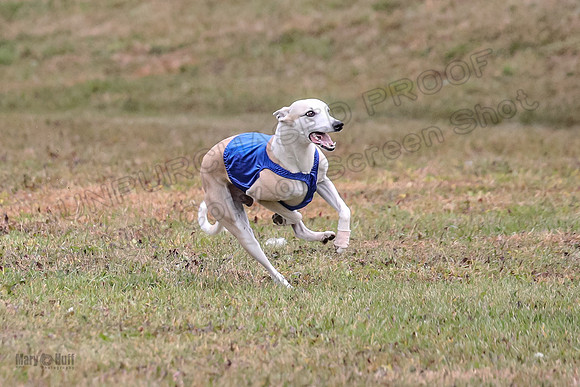 1 Prelims Open 1 AnnieOakley Fennec Zero-1242
