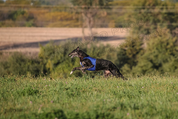 1 Prelims Vet 1 Yaro Chase Zip-3086