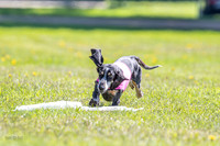 Mavis-