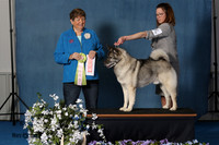Elkhound 2020-1164