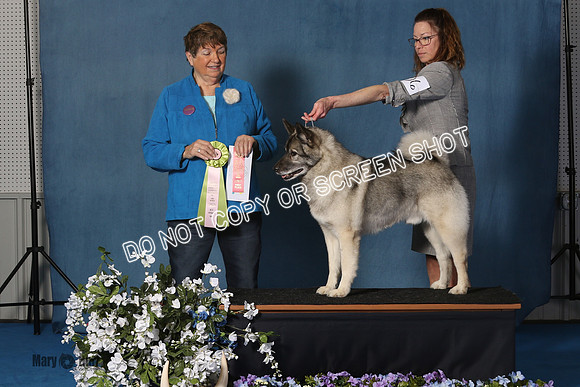 Elkhound 2020-1164