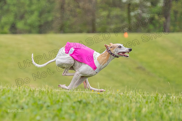 Prelims Open A3, Chaser Flower Audrey-3283