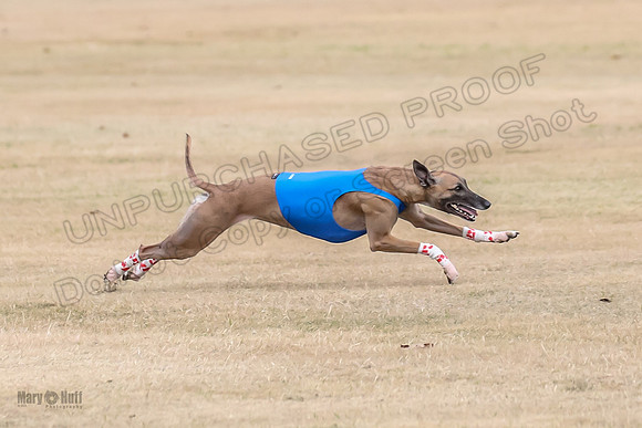 1Prelim Open 3 Eggsy Trixie Treble-3025