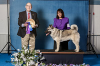 Elkhound 2020-1136