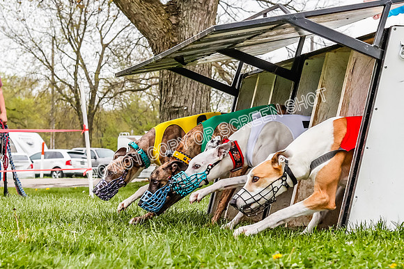WRA, Prg 3, Race 2, Dash, Buzzsaw Elvis Mika Moonstruck-9125
