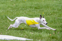 Prelims Whippet Specials-4483