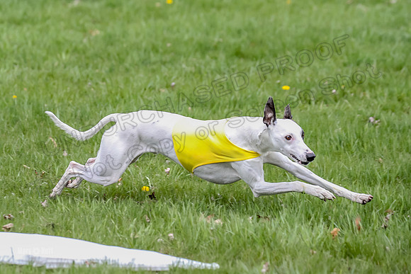 Prelims Whippet Specials-4483
