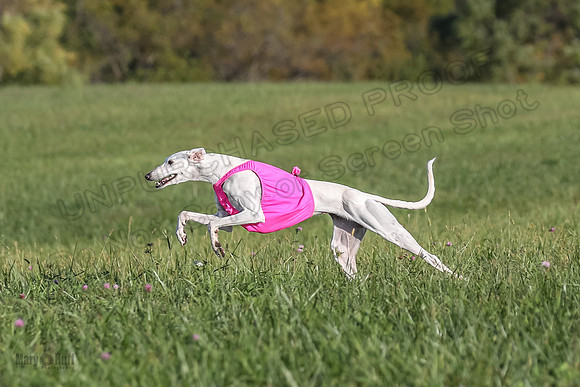 1 Prelims Vet 1 Izzy Dawn-9109