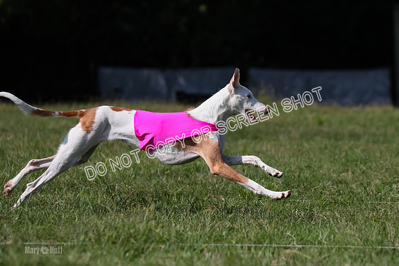 Prelims Kuiper-7480