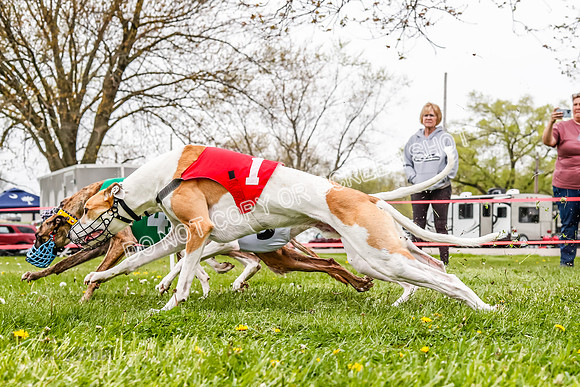 WRA, Prg 3, Race 2, Dash, Buzzsaw Elvis Mika Moonstruck-9132
