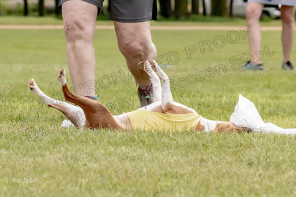 Finals Basenji-1373