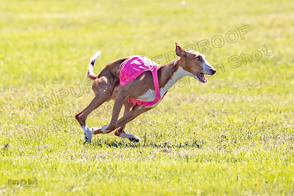 Prelims Open Jagger Maverick-5349