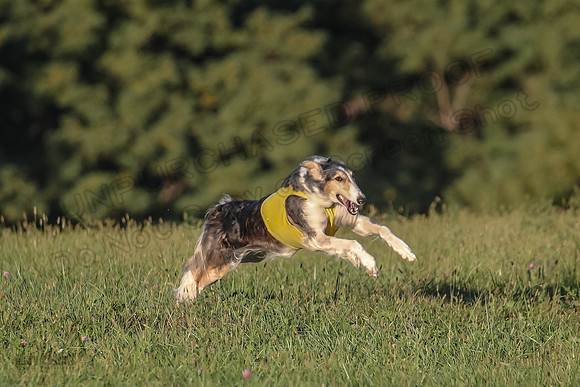 1 Prelims Fch 1 Shay Sunny Rhett-2889