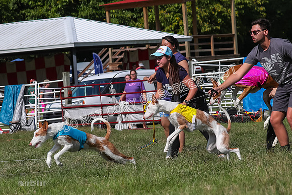 Open Prelim A1, Rose Riptide Idina-7559