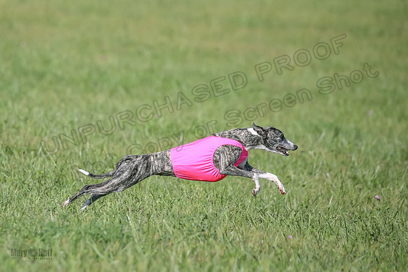 1 Prelims Fch B2 Cooper Prim Treble-9753