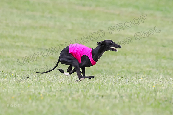 Prelim Open F2, Trippit Sid Fva-9284
