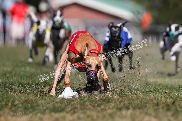 Prg 4, Race 2, Red Tipa Watson Sprig Carney-0080