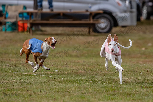 Finals Fch 2 Beastie Willow Ginny-3170