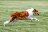Cat Test 1-0140