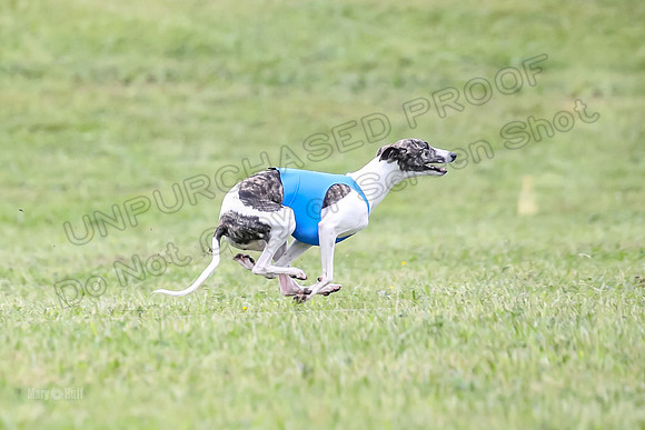 Prelim Open F5, Brinca Laila Storm-9401