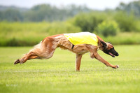 Finals Afghan Hound-1455