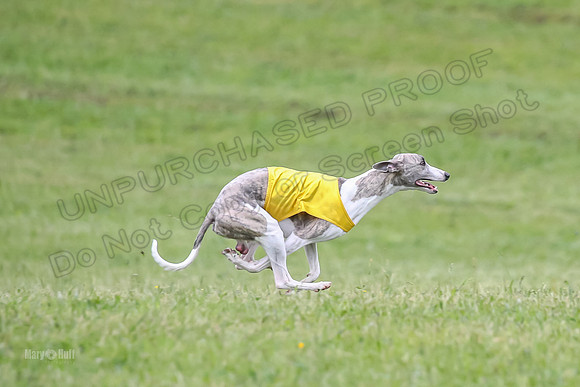 Prelim Open F4, Cosmo Damsel Archer-9361