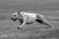 Prelims Zara-0809-2