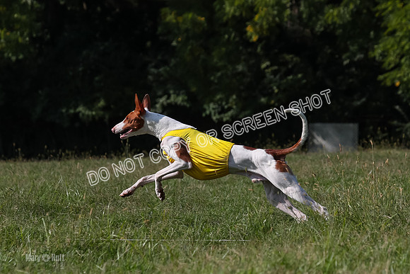 Prelim Spencer-7438
