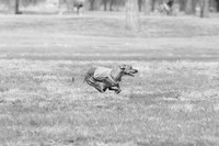 Best In Field Black&White