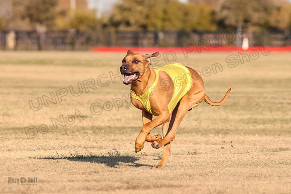 1prelims Open 1 Chief Coco Rein-9560